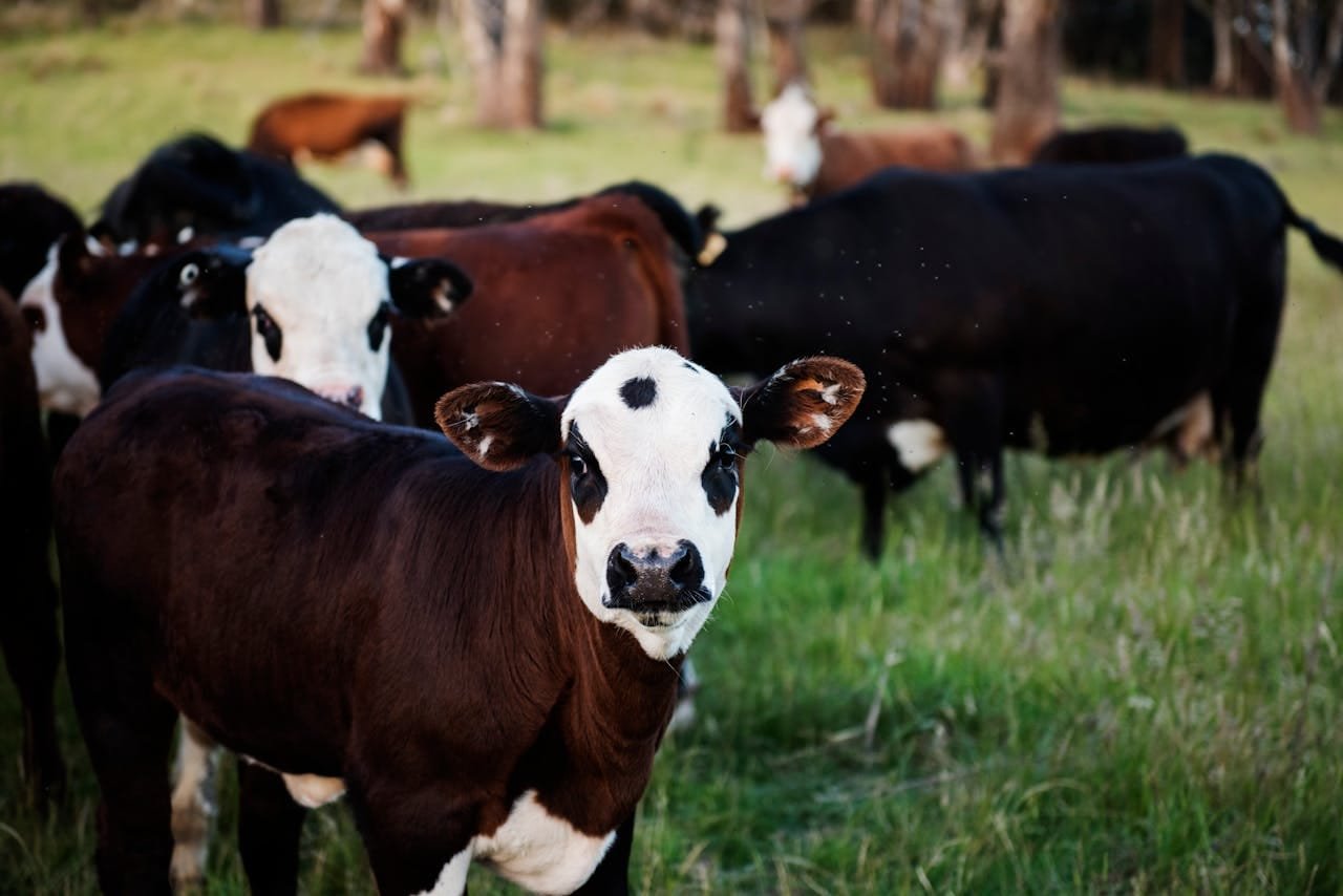 Redução de Perdas e Descarte de Lotes com Controle Ambiental Redução de Perdas e Descarte de Lotes com Controle Ambiental